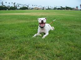 bark in the park